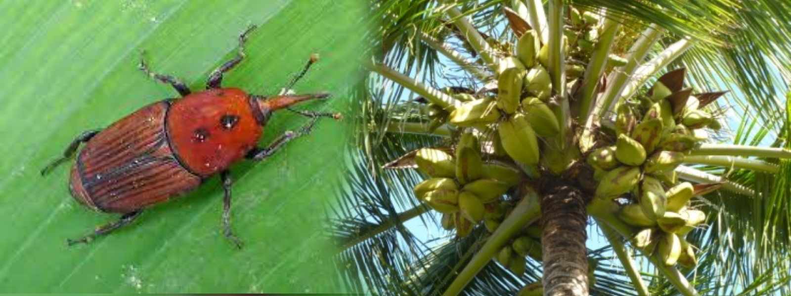 පොල් වගාවට විනකරන රතු කුරුමිණි රෝගය
